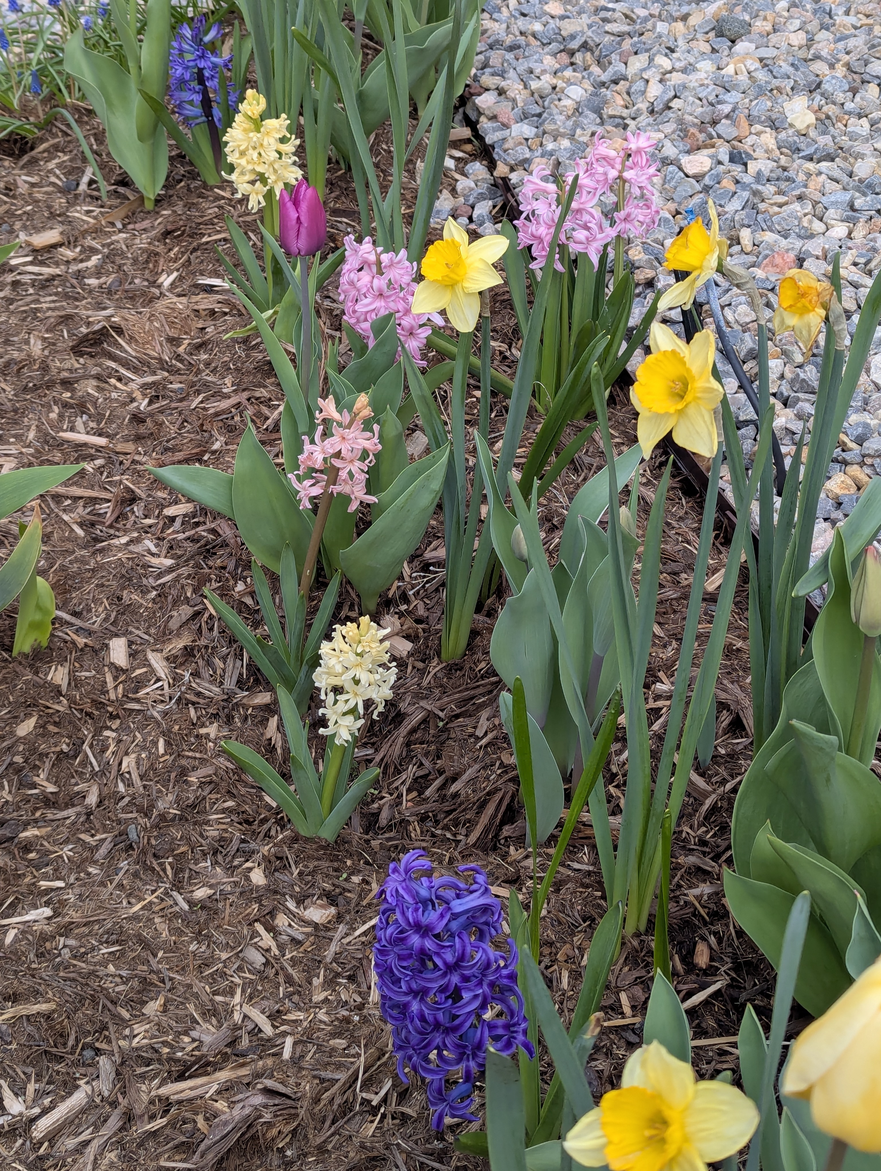 flowers, Morrison, Colorado